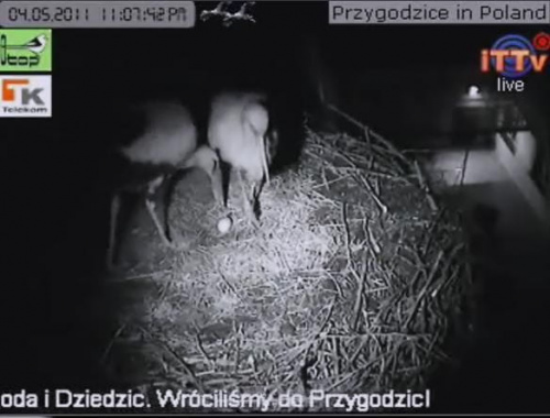 Bociany z Przygodzic mają już pierwsze jajo.
http://www.bociany.ec.pl/