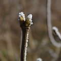 #zima #szron #makro #roślina #natura #łąka #szadź