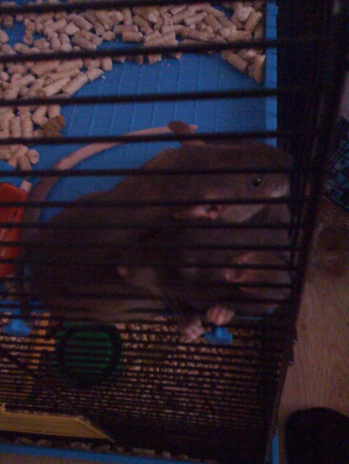 Moje synki: sierp i młotek... ale który jest który?!