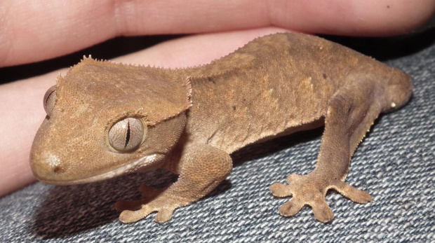 #CrestedGecko #GekonOrzęsiony #RhacodactylusCiliatus