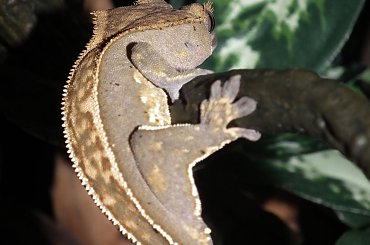 #CrestedGecko #GekonOrzęsiony #RhacodactylusCiliatus