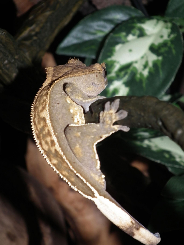 #CrestedGecko #GekonOrzęsiony #RhacodactylusCiliatus