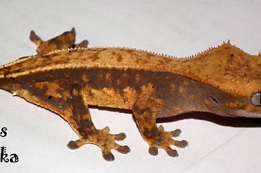 #CrestedGecko #GekonOrzęsiony #RhacodactylusCiliatus