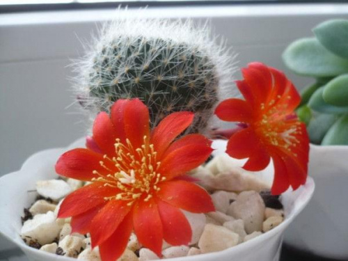 Rebutia #rebutia