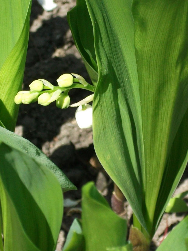 Convallaria majalis,Konwalia majowa to wieloletnie zioło, rosnące do wysokości 23cm. Konwalia majowa ma duże, eliptyczno-jajowate, długoogonkowe liście. Białe, silnie pachnące kwiaty konwalii majowej są zebrane w kiście na bezlistnej łodyżce. Konwalia...