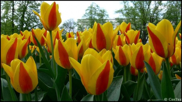 #wiosna #Wiosna2011 #Łazienki #kwiaty #tulipany