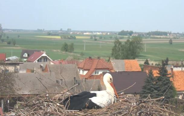 Gniazdo Raszków