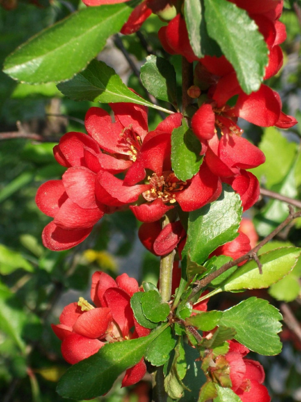 Gatunek leczniczy,Pigwa pospolita Cydonia oblonga Mill.,gatunek rośliny wieloletniej z rodziny różowatych Rosaceae. Jest jedynym przedstawicielem rodzaju pigwa. Pochodzi z obszarów Azji: Zakaukazia, Iranu, Turkiestanu, południowo-wschodniej Arabii, Azj...