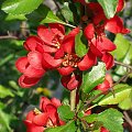 Gatunek leczniczy,Pigwa pospolita Cydonia oblonga Mill.,gatunek rośliny wieloletniej z rodziny różowatych Rosaceae. Jest jedynym przedstawicielem rodzaju pigwa. Pochodzi z obszarów Azji: Zakaukazia, Iranu, Turkiestanu, południowo-wschodniej Arabii, Azj...