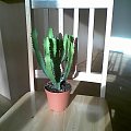 EUPHORBIA TRIGONA