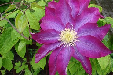 #clematis #powojnik