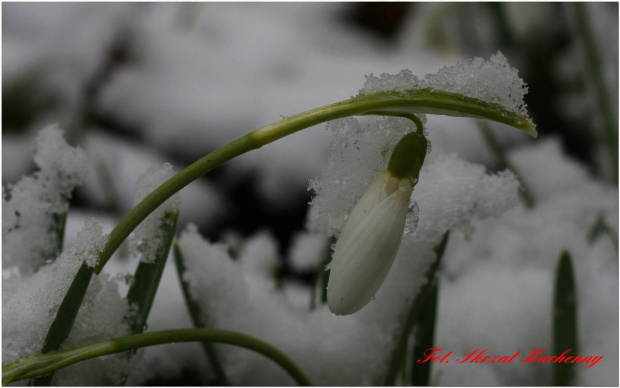 #przebiśniegi #śnieg #makro