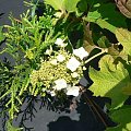 Hydrangea quercifolia `Harmony` - kwiat na młodej roślinie