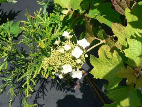 Hydrangea quercifolia `Harmony` - kwiat na młodej roślinie