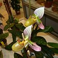 Paphiopedilum