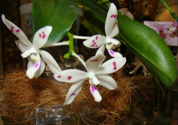 Phalaenopsis tetraspis