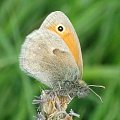 Strzępotek ruczajnik Coenonympha pamphilus, motyl dzienny, jeden z najpowszechniej występujących w Polsce. Można go spotkać zarówno na polach i ugorach, jak też na polanach śródleśnych i skrajach lasów oraz na wilgotnych łąkach.Wierzch skrzydeł: Tło u...
