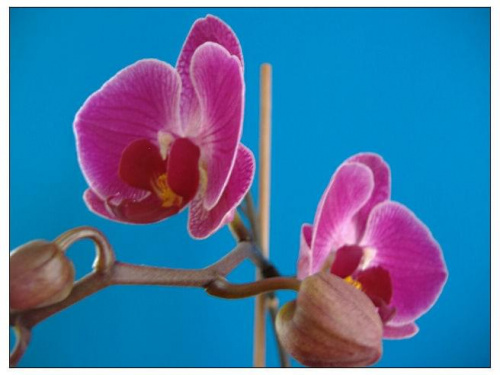 Phalaenopsis