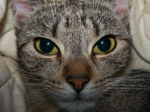 patrz mi tu w oczy #kot #portret #ficiol007