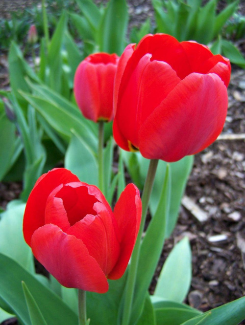 ,,pare'' kwiatkow z mojej kolekcji #kwiaty #tulipany #ficiol007