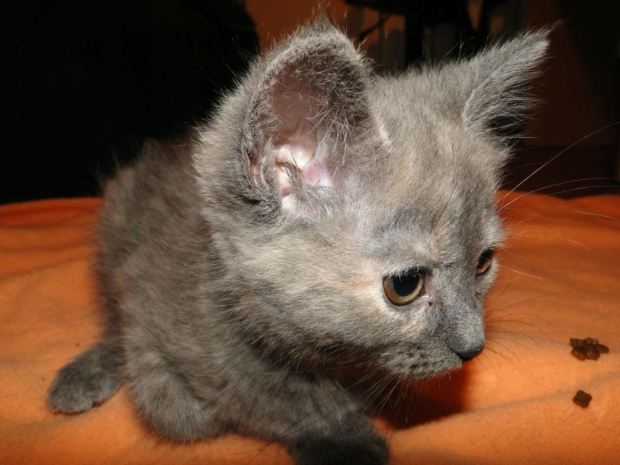 Koty do adopcji