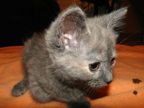 Koty do adopcji