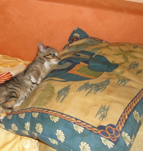 Koty do adopcji
