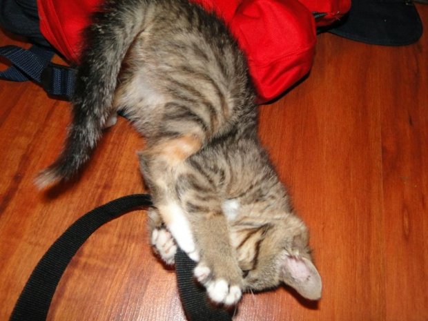 Koty do adopcji