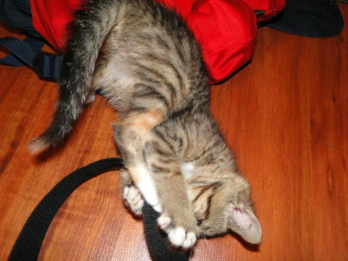 Koty do adopcji