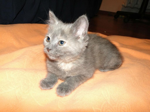 Koty do adopcji