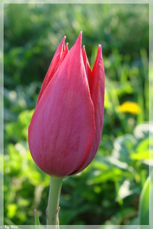 #kwiaty #ogród #Tulipany #wiosna