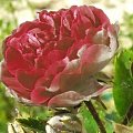 #piekno #natura #kwiaty #rośliny #jaba #róża