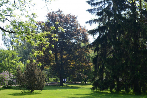 Park w Żelazowej Woli w którym znajdują się rzadkie okazy drzew, krzewów.