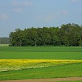 pola zielone. kwitnący rzepak-ech jak w raju