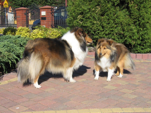 szetlandzki,sheltie
AUDREY
Amber Sun, LOOK AT MY EYES Asketila #szetlandzki #sheltie