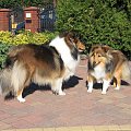 szetlandzki,sheltie
AUDREY
Amber Sun, LOOK AT MY EYES Asketila #szetlandzki #sheltie