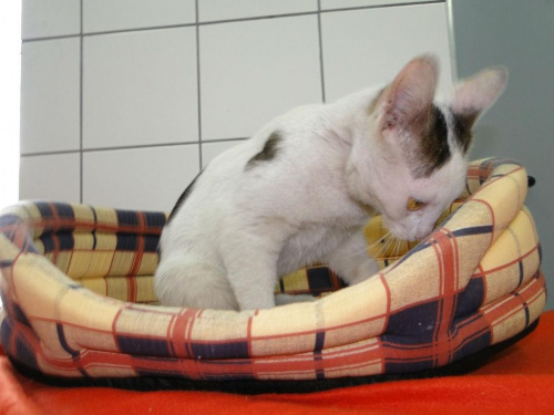 do adopcji