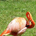 flamingi #ficiol007 #flamingi #ptaki