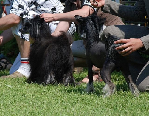 CACIB Leszno 2011