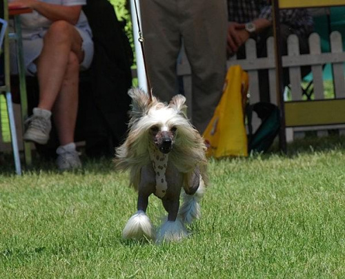 CACIB Leszno 2011