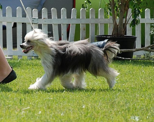 CACIB Leszno 2011