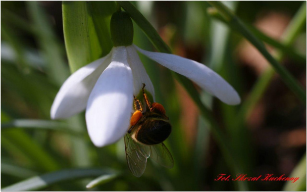 #wiosna #pszczoła #przebiśniegi #makro