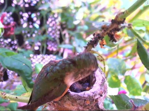 W gniazdku kolibrów z Kalifornii znów są dwa pisklątka