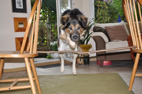 Mój piesek #agility #czesio #czesław #kundelek #pies #piesek #skoki