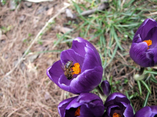 Wiosna #Wiosna #natura #przyroda #Rochowczyk #Franciszek