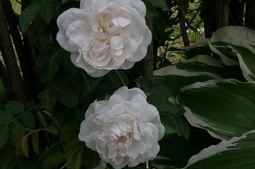 Rosa Maxima Alba #róże
