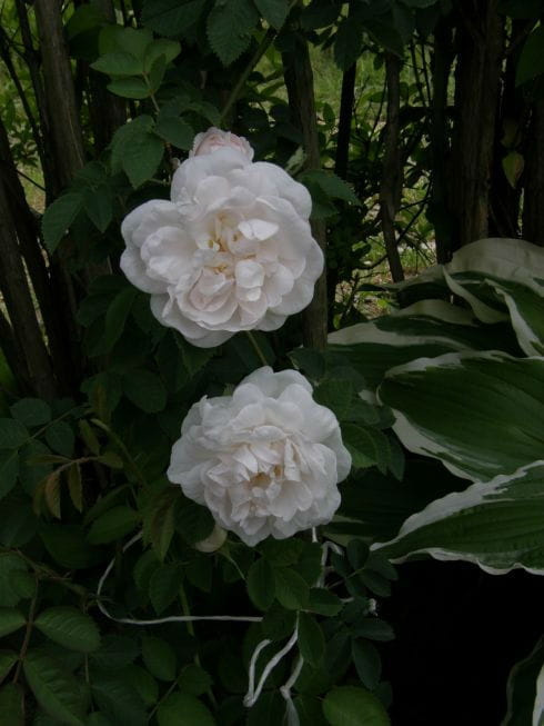 Rosa Maxima Alba #róże