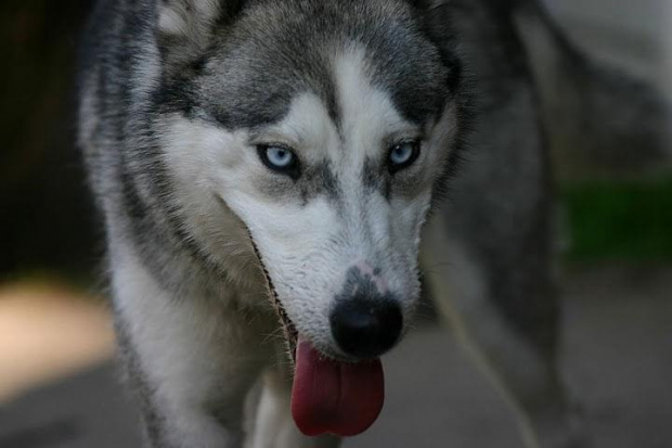 husky