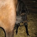 Gigantka Lady