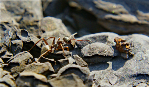 #mrówka #makro #ŚwiatZBliska